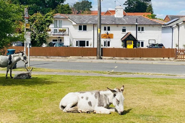 New Forest Escape In An Eco-Friendly Hotel